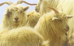 cashmere goat (内蒙古的山羊)
