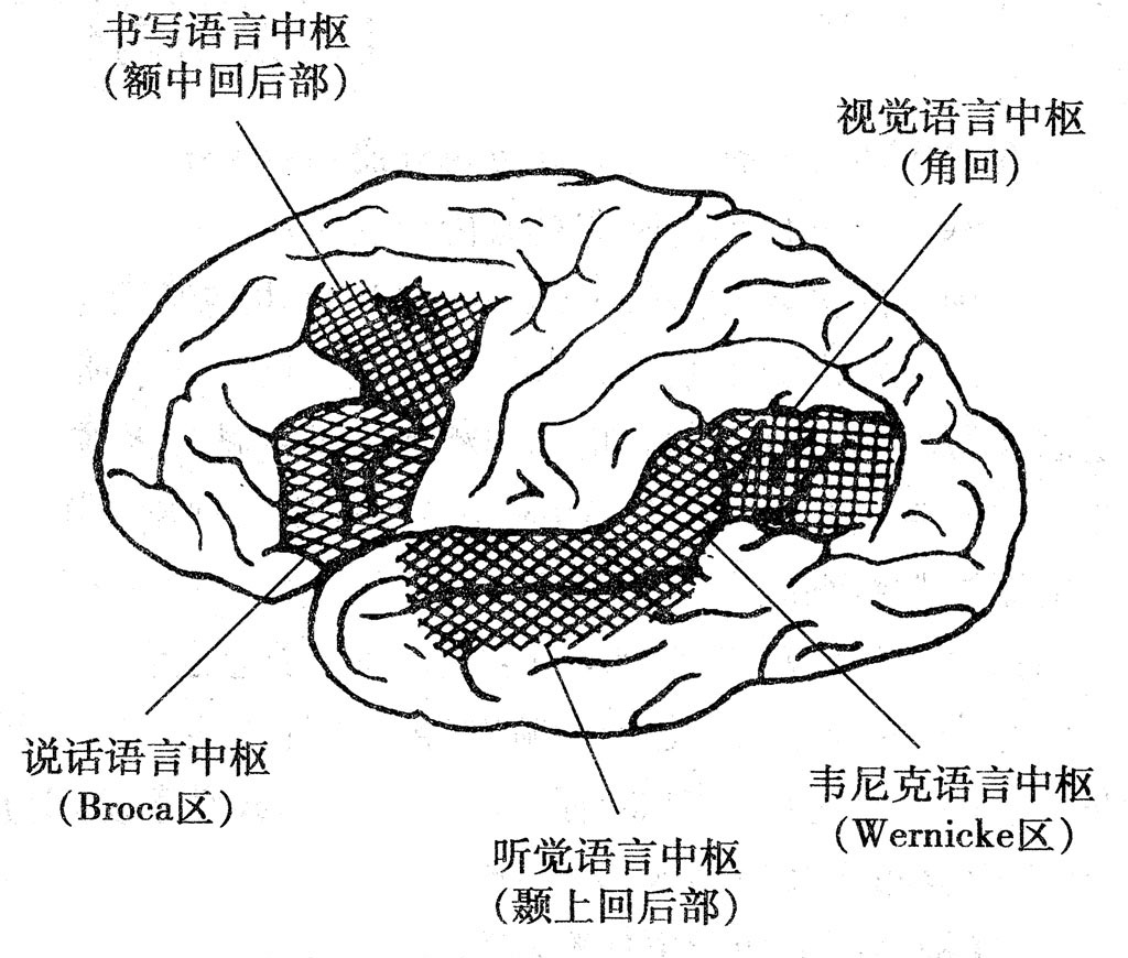 语言区