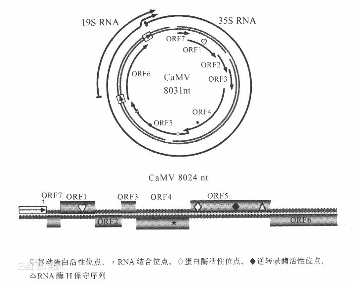 CaMV35S启动子