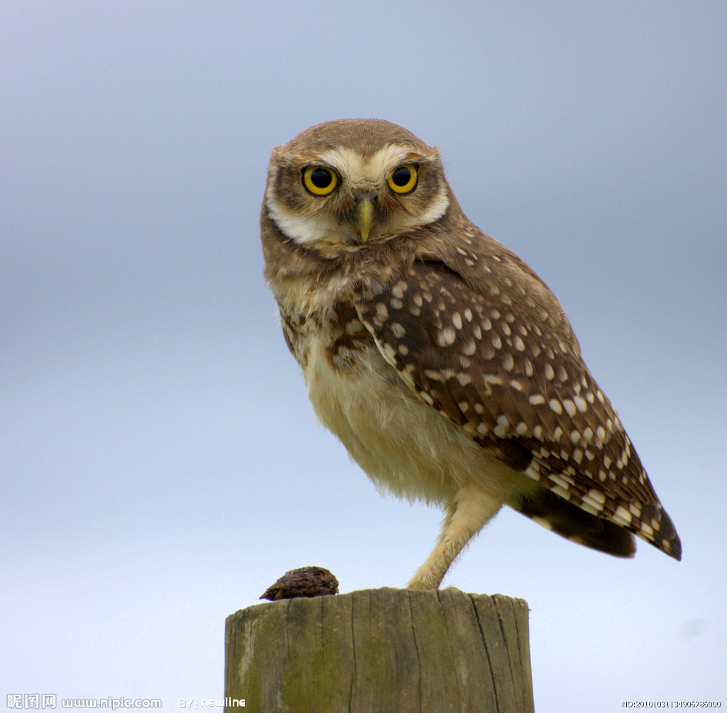 owl(动物名称)