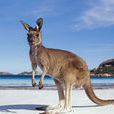 kangaroo