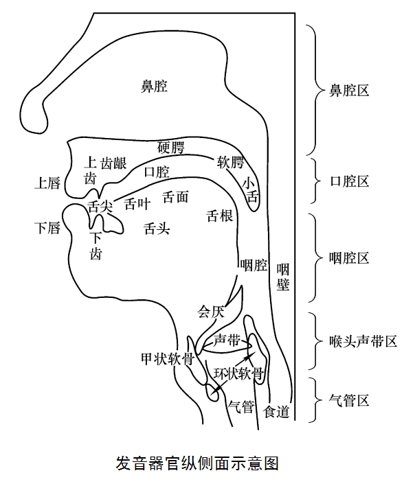 发声器官侧面示意图 发声器官侧面示意图
