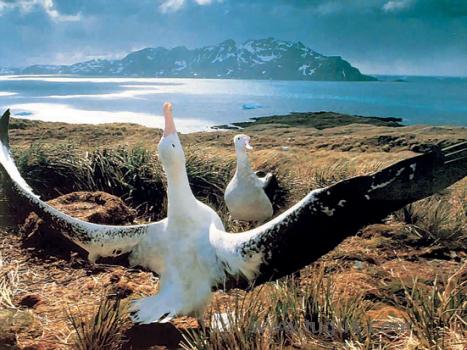 Patagonia
