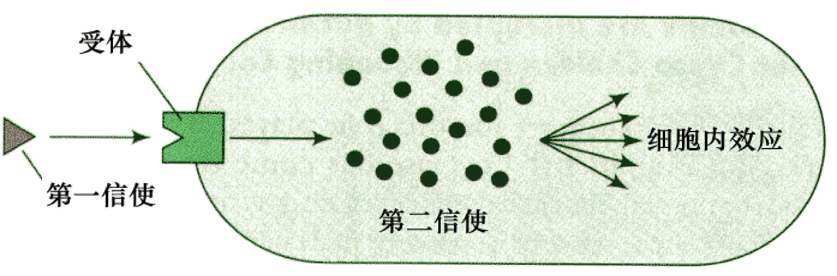 环磷酸腺苷 环磷酸腺苷
