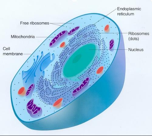 biology(生物学) biology(生物学)