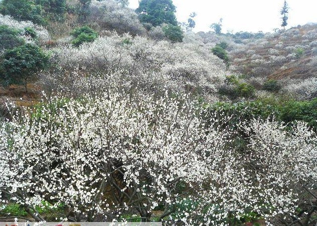 雪里村富硒青梅