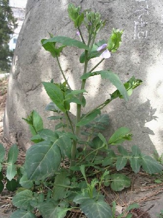 整株诸葛菜 整株诸葛菜