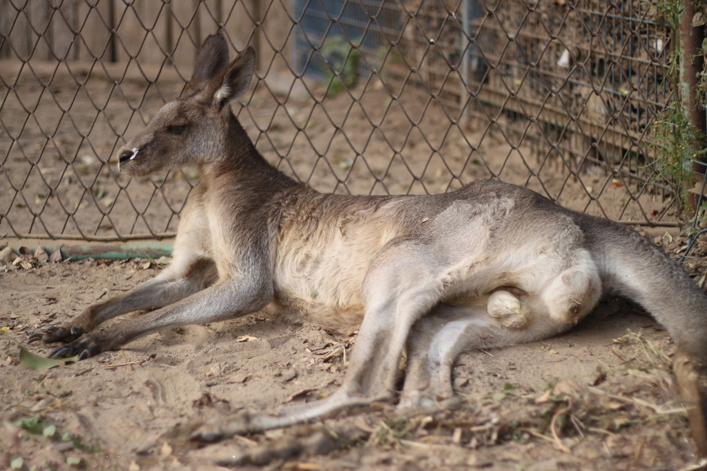 kangaroo