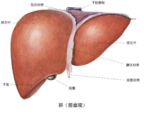护肝