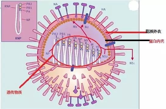 H5N1