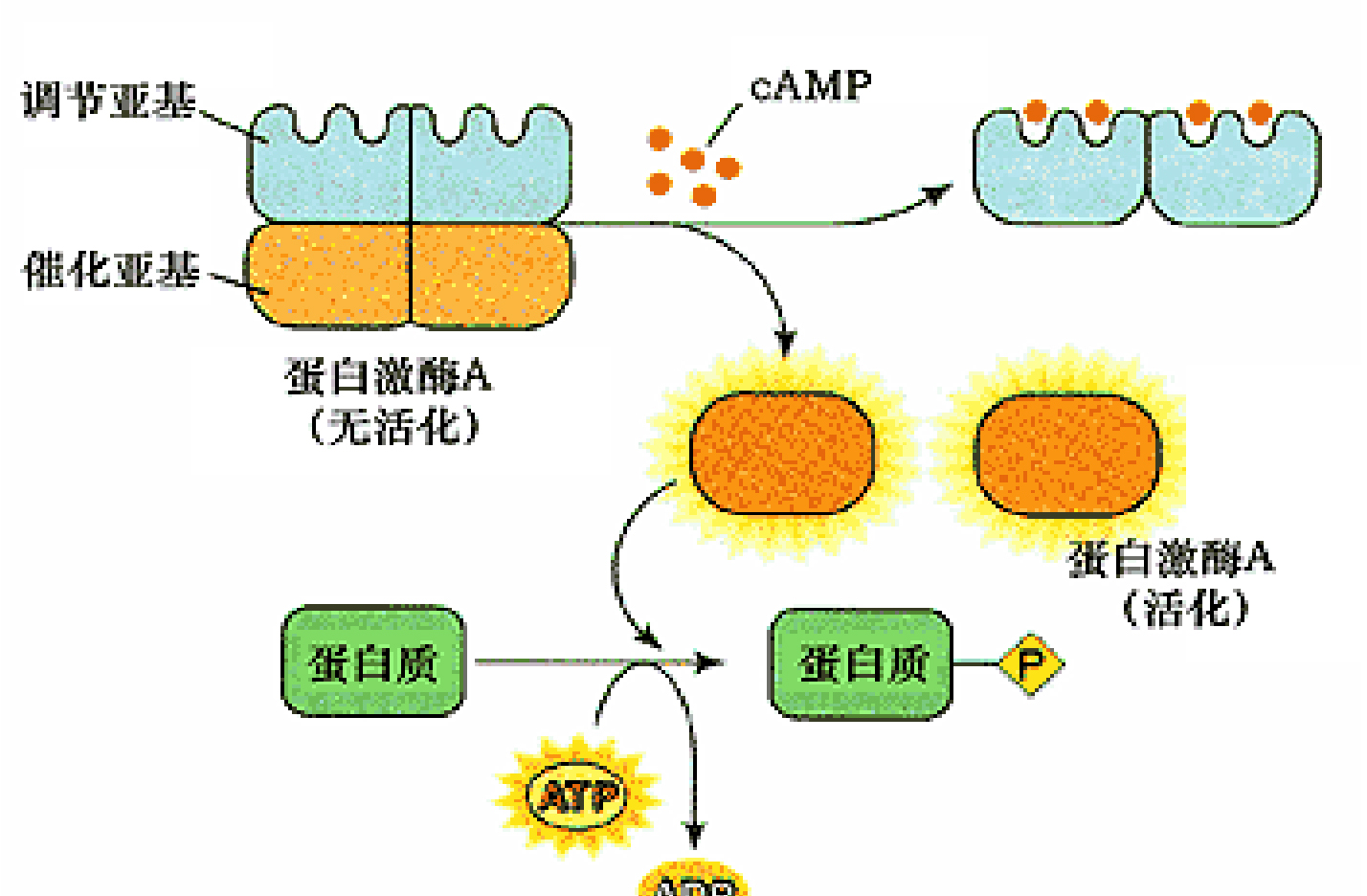 环磷酸腺苷(cAMP(环磷酸腺苷)) 环磷酸腺苷(cAMP(环磷酸腺苷))