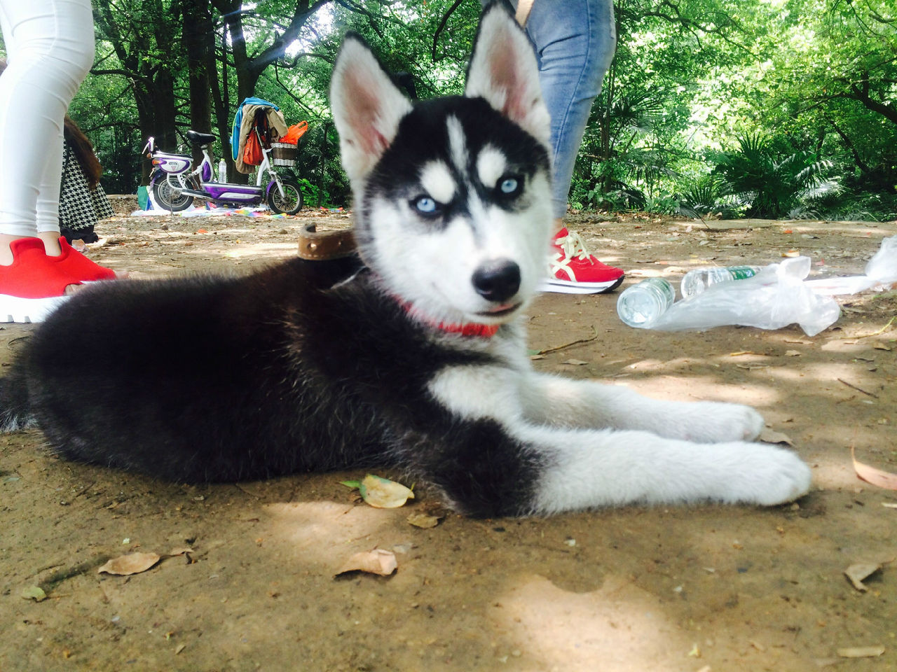 husky husky