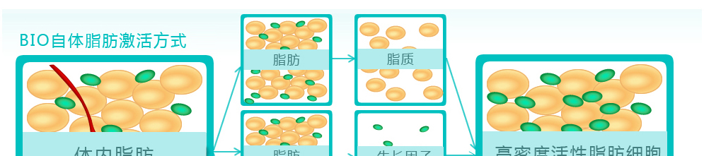 BIO自体脂肪激活