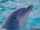 dolphin dolphin