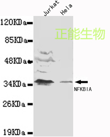 IKB-α