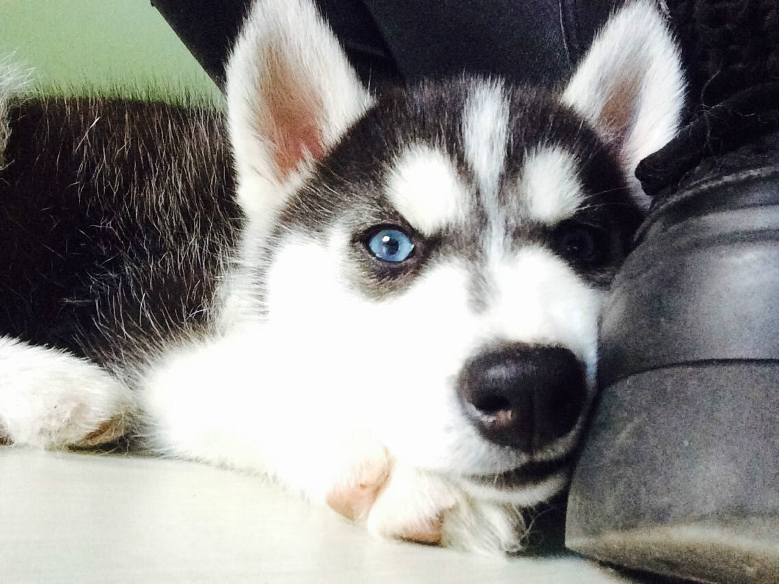 husky husky