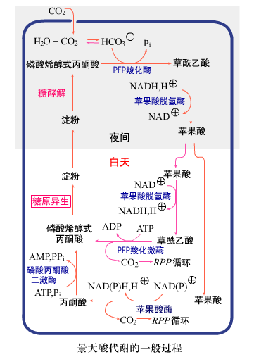 CAM代谢途径 CAM代谢途径