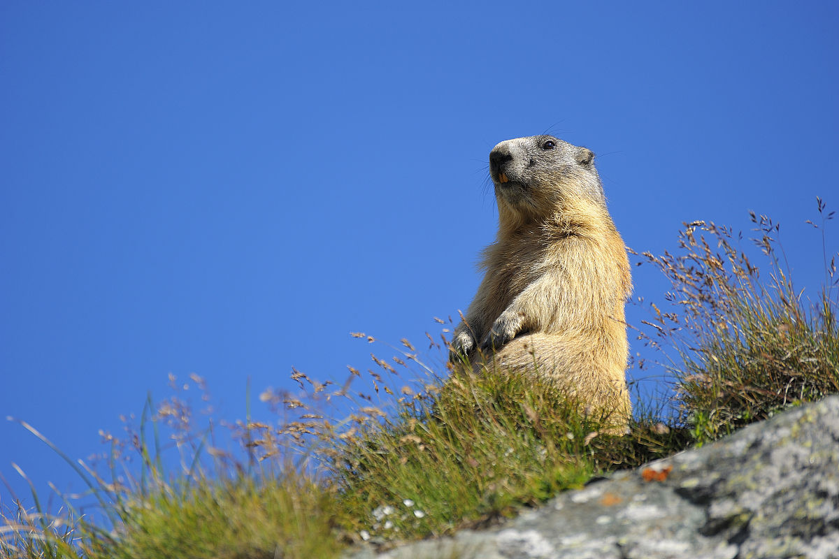 MARMOT
