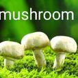 mushroom(英语单词)