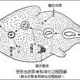 变形虫病