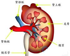 肾脏结构图 肾脏结构图