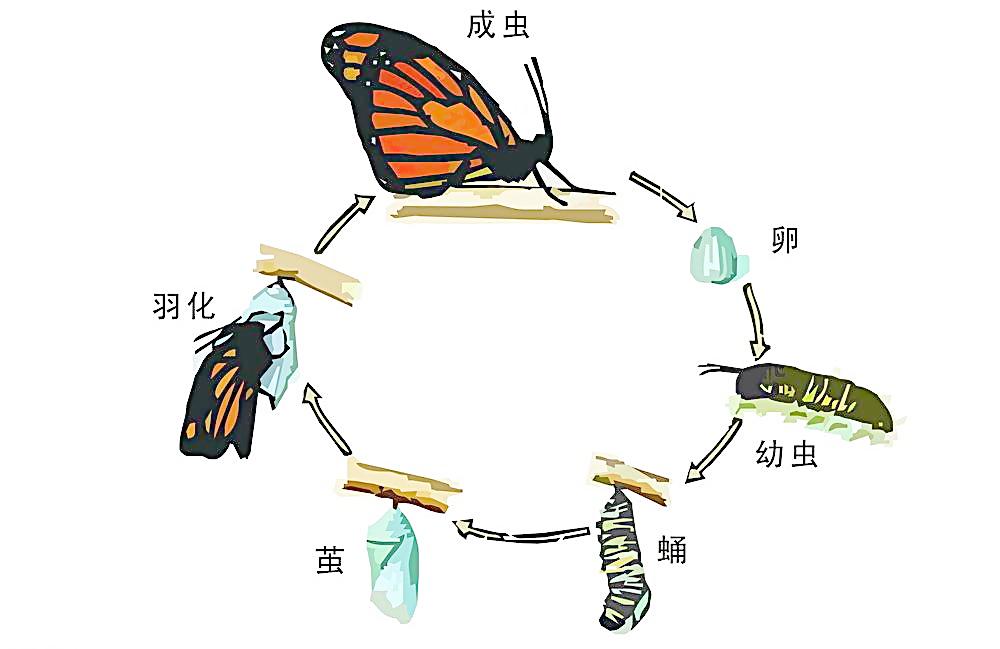 变态(生物术语)