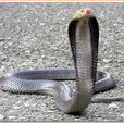 COBRA(眼镜蛇)