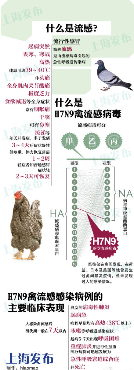 H7N9型禽流感 H7N9型禽流感