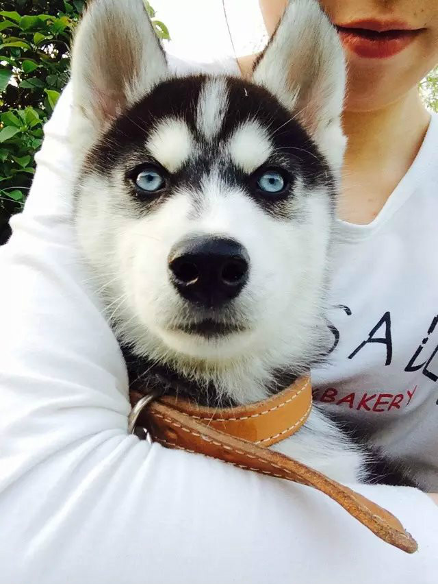 husky husky