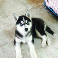 husky