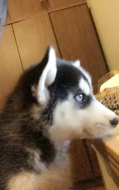 husky husky