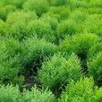 Erika(植物名称)