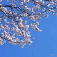 blossom(英文单词)