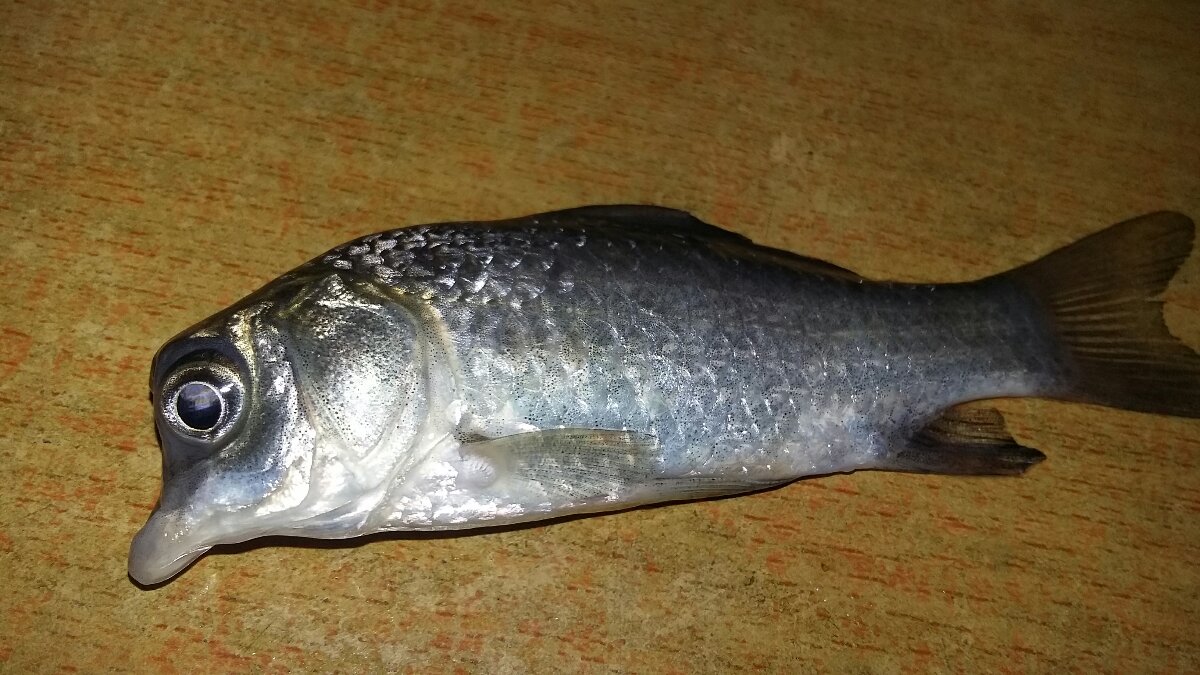 变种(生物学术语)