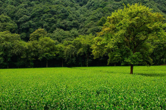 龙井茶产地是浙江省什么市